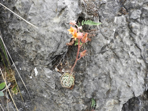 Image of Echeveria cuspidata by (c) Leticia Jiménez Hernández, some rights reserved (CC BY-SA)