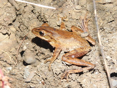 Polypedates leucomystax