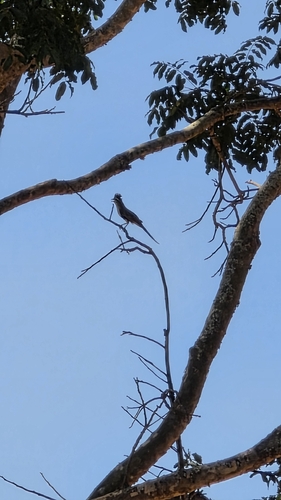 Striped Cuckoo