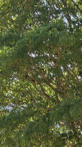Campo Troupial