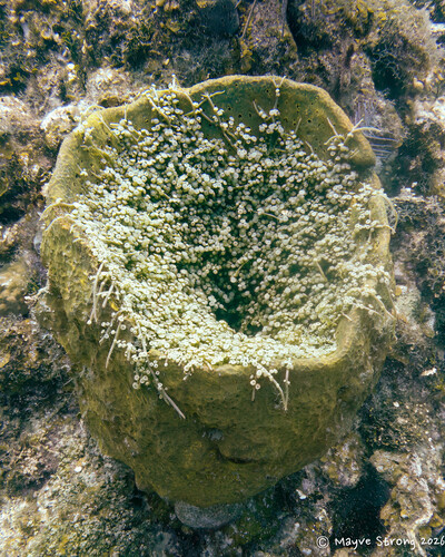 Caulerpa racemosa observed 2026-09-25