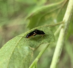 Slaterocoris