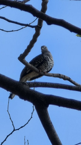 Scaled Dove