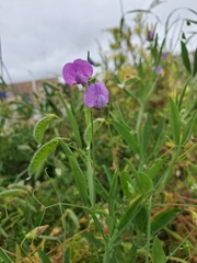 Lathyrus hirsutus