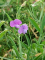 Lathyrus hirsutus