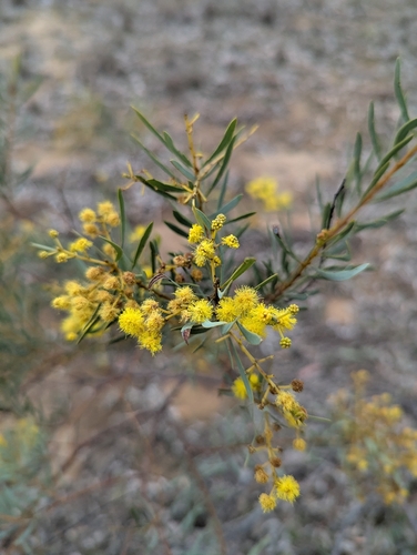 Acacia decora observed 2026-09-27