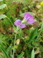 Lathyrus hirsutus