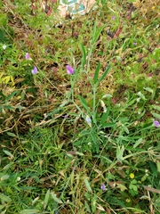 Lathyrus hirsutus