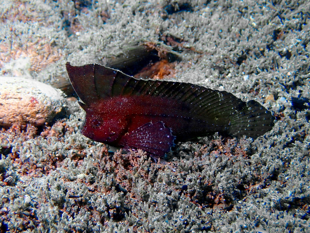 Cockatoo Fish