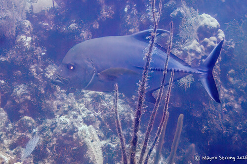 Caranx lugubris observed 2026-09-25