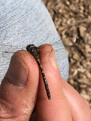 Williamsonia lintneri