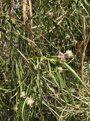 Funastrum hirtellum