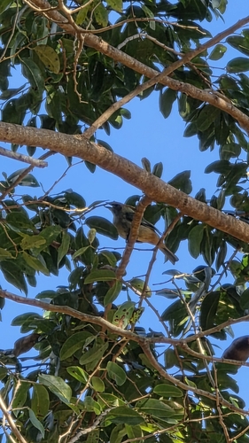 Burnished-buff Tanager