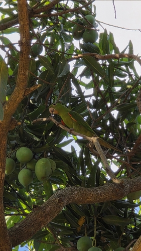 White-eyed Parakeet