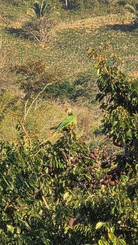 Blue-winged Macaw