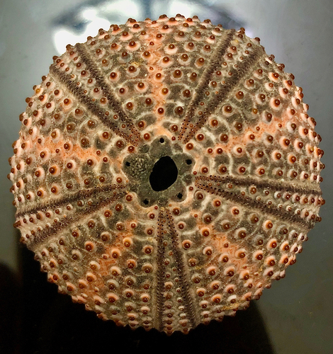 Black sea urchin