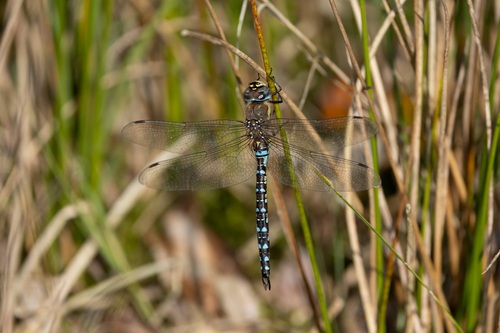 Migrant Hawker