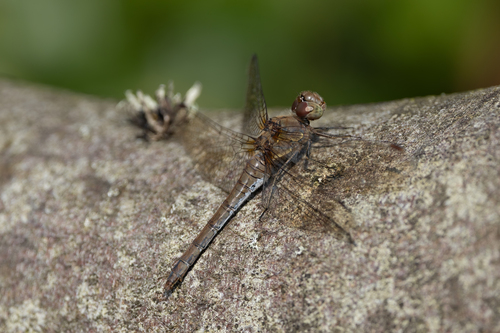 Common Darter
