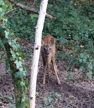 Western Roe Deer
