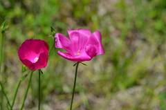 Callirhoe papaver