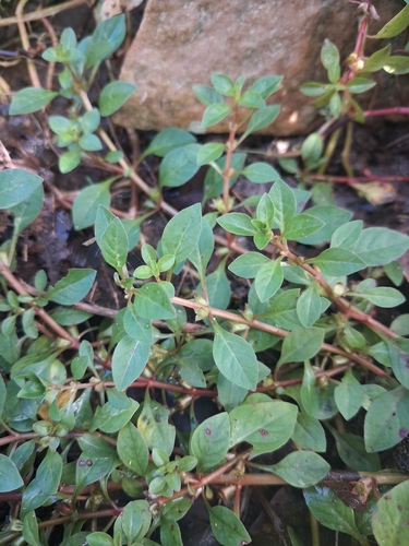 Ludwigia palustris observed 2026-09-27