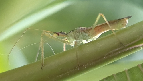Leafhopper Assassin Bug