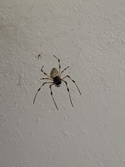 Nephilingis cruentata