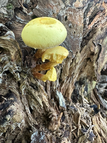 alder scalycap
