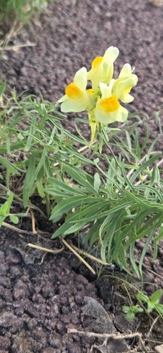 common toadflax