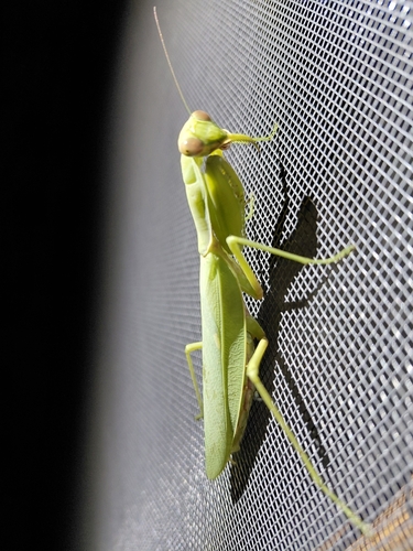 Transcaucasian Giant Mantis