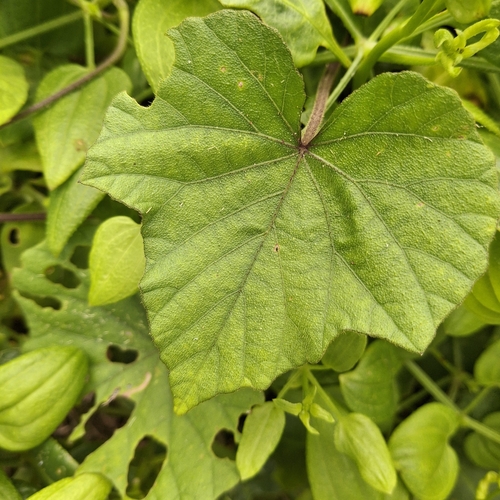 Ipomoea ficifolia, 2026-09-27