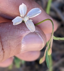 Clarkia epilobioides