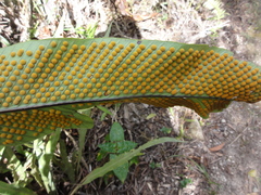 Niphidium crassifolium