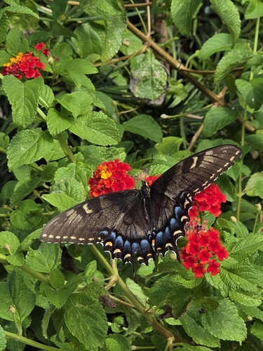 Eastern Tiger Swallowtail