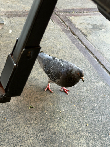 Rock Pigeon