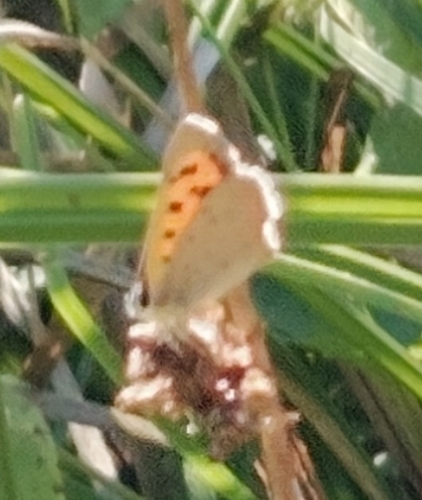Small Copper