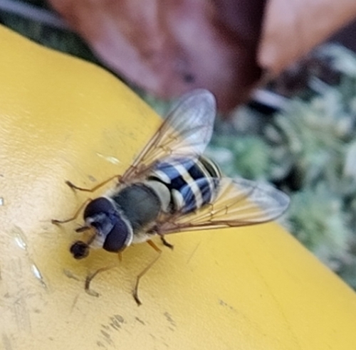 Common Flower Flies