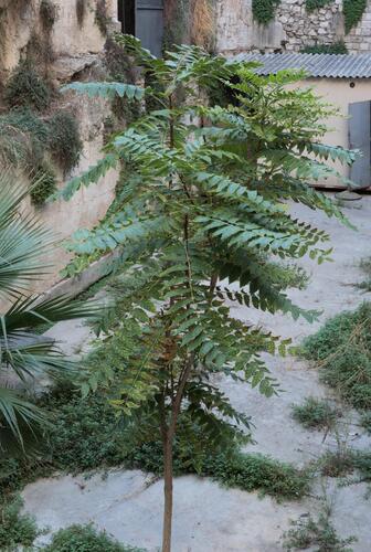 tree-of-heaven