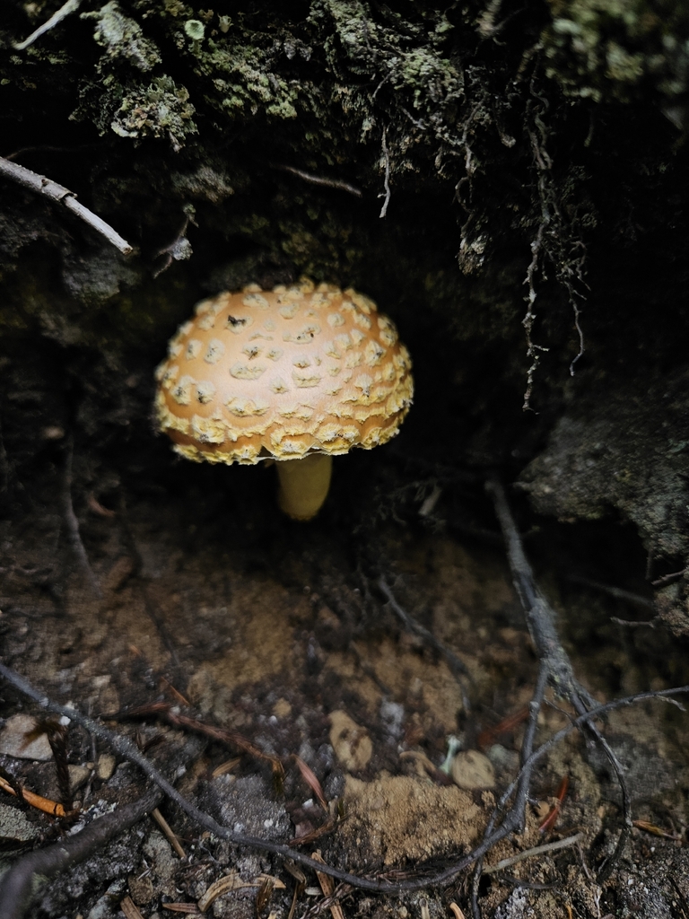American Yellow Fly Agaric · September 2026 · photo: Photo: no rights reserved · iNaturalist