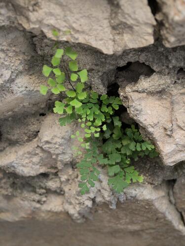 black maidenhair fern