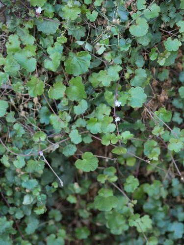 Ivy-leaved toadflax
