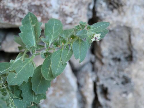 white henbane