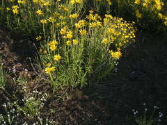 Helianthus cusickii
