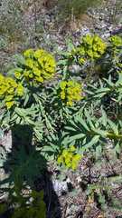 Euphorbia stepposa