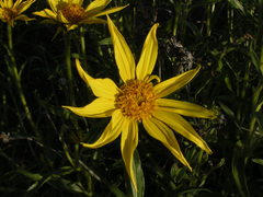 Helianthus cusickii
