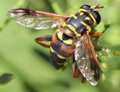 Meromacrus gloriosus