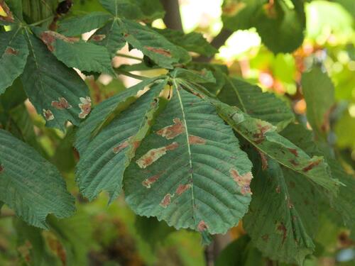 Horse-chestnut Leafminer