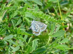 Plebejus idas
