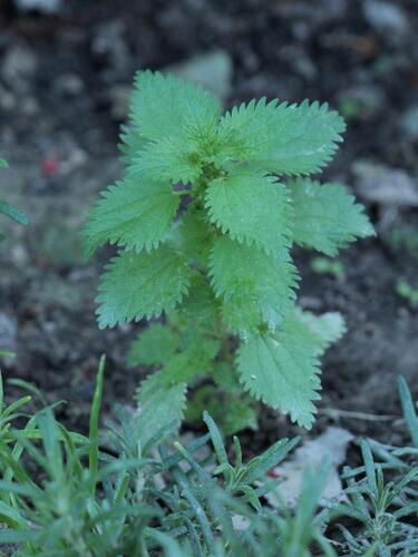 Dwarf Nettle