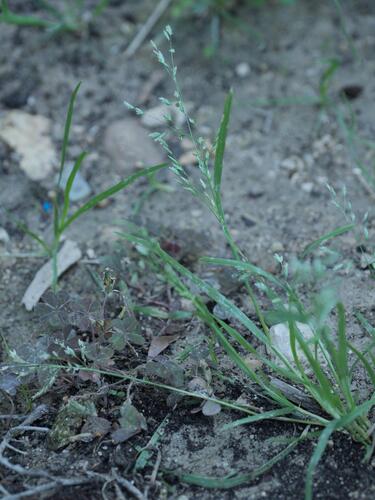 Annual Meadow-grass